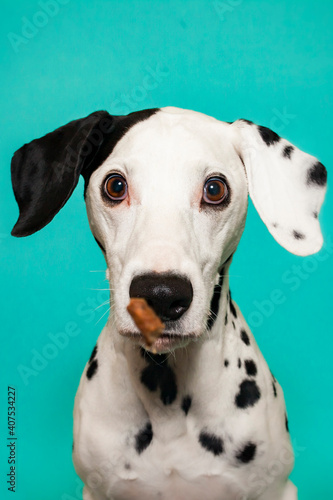 Dalamtiner im Studio versucht ein Leckerli zu fangen. Hund schnappt nach Essen und macht ein witziges Gesicht © lichtflut_photo