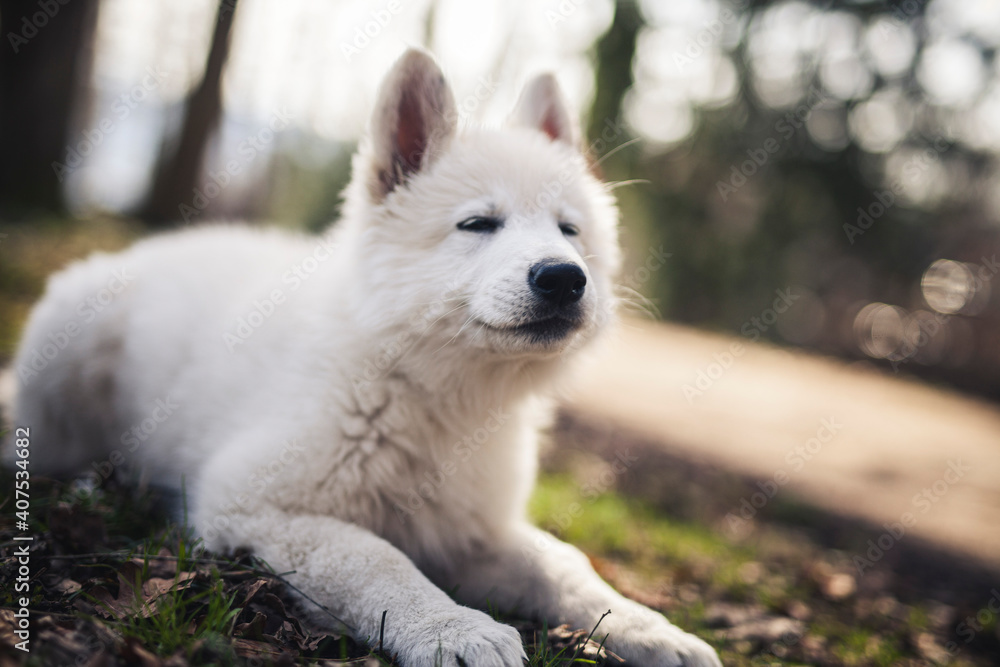 Schweizer Schäferhund im Wald. Welpe erkundet die Umgebung. Schweizer Schäferhund im Wald. Welpe erkundet die Umgebung.