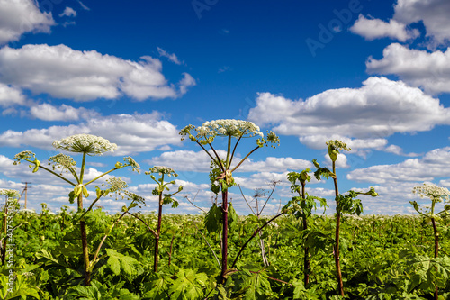 Heracleum Sosnowskyi contain the intense toxic allergen furanocoumarin