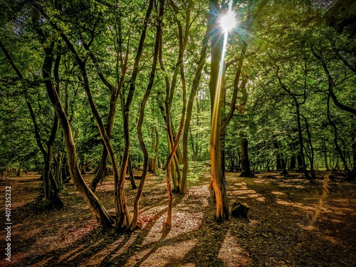 If you go down to the woods today