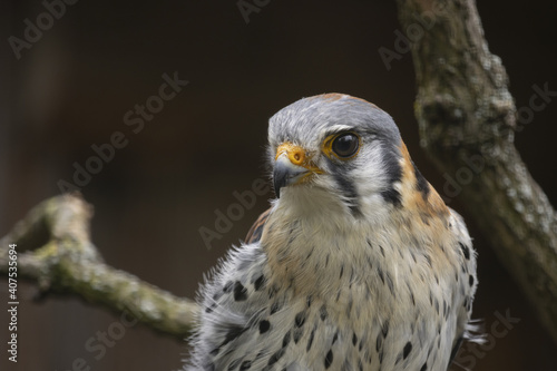 Close-up portrait of american kestrel. (Falco sparverius)