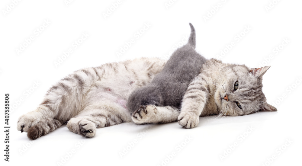 Obraz premium Cat feeds kitten.