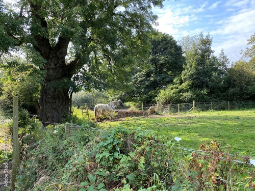 A black and white speckled horse, in the corner of a field, with old trees, and wild plants near, Rawdon, Leeds, UK photo