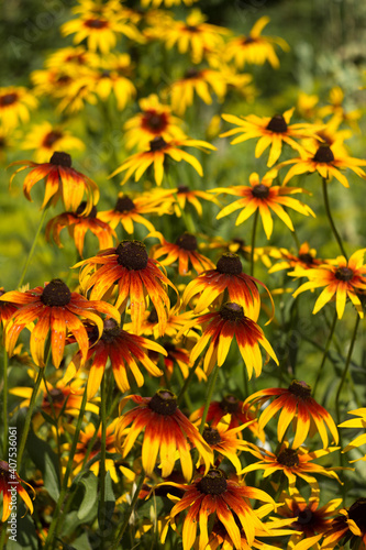 Rudbeckia hirta var. pulcherrima (Blackeyed susan) - summer bright yellow flowers bloom in the garden. Green Background