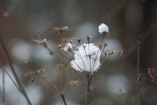 Dry grass in the snow © onyx124