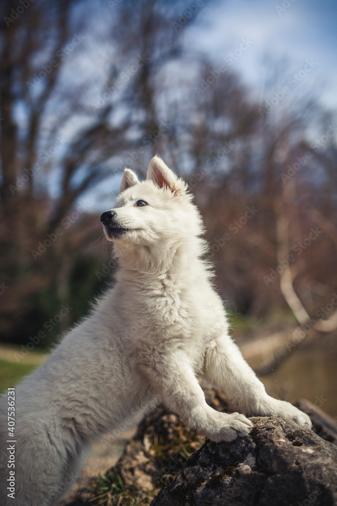 Portrait von einem Jungen, weißen schweizer Schäferhund.. Nahaufnahme von einem Welpen der auf einem Stein steht. Portrait von einem Jungen, weißen schweizer Schäferhund.. Nahaufnahme von einem Welpen der auf einem Stein steht.