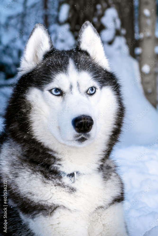 Siberian husky dog with blue eyes on walk in winter park.