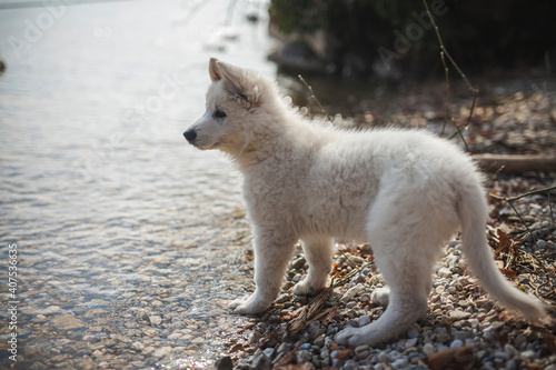 Weißer schweizer Schäferhund steht auf Steinen neben dem See. Welpe erkundet die Natur.