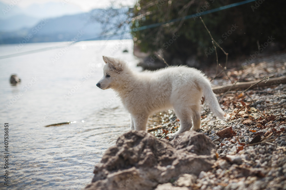 Weißer schweizer Schäferhund steht auf Steinen neben einen See. Welpe erkundet die Natur. Weißer schweizer Schäferhund steht auf Steinen neben einen See. Welpe erkundet die Natur.