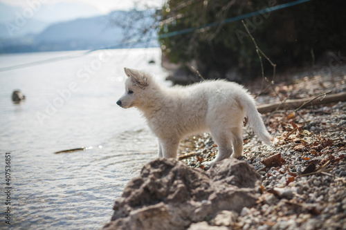 Weißer schweizer Schäferhund steht auf Steinen neben einen See. Welpe erkundet die Natur.