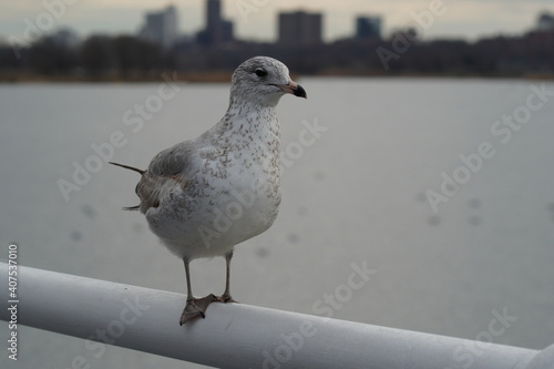 Canvas Print seagull on the pier