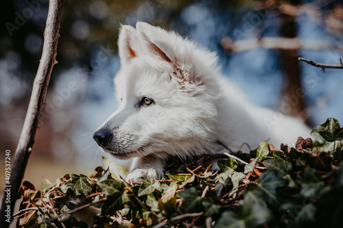 Portrait von einem jungen  wei  en schweizer Sch  ferhund. Welpe liegt am Boden und schaut in die Ferne. Nahaufnahme von einem Welpen.