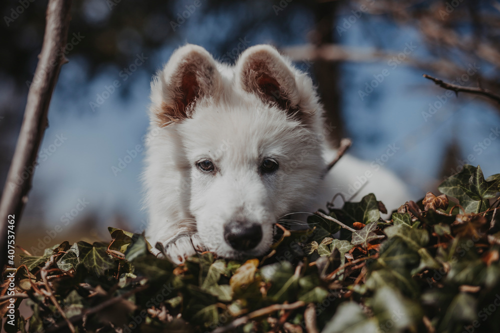 Obraz premium Portrait von einem jungen, weißen schweizer Schäferhund. Welpe liegt am Boden und schaut in die Ferne. Nahaufnahme von einem Welpen.
