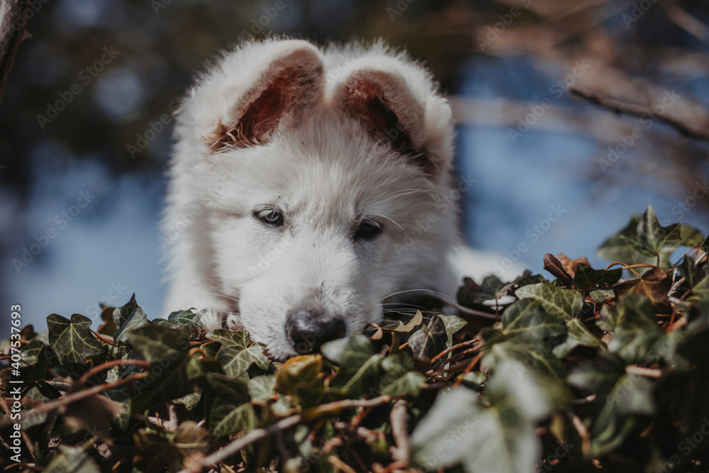 Obraz premium Portrait von einem jungen, weißen schweizer Schäferhund. Welpe liegt am Boden und schaut in die Ferne. Nahaufnahme von einem Welpen.