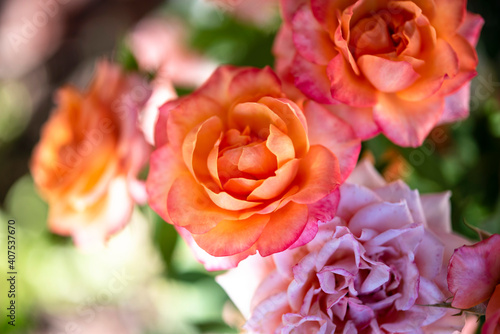 фотографія Imagen en primer plano de rosas carmesí  en hábitat natural y fondo borroso