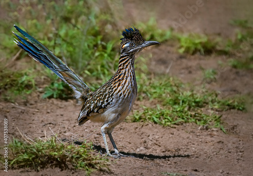 Obraz na płótnie Greater Roadrunner standing in dirt and weeds on ground