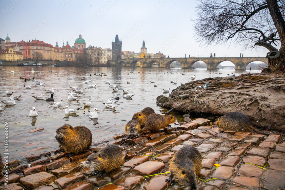Nutria in the water of river Vltava on Charles Bridge backgrond in Prague, Czech republic