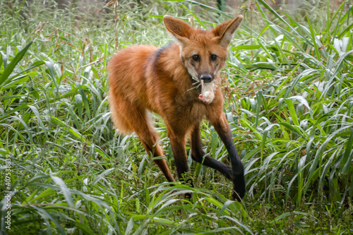 fox in the grass © Luis