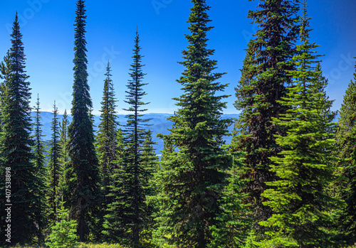 Evergreens on Trapper Peak, Bitterroot Mountains, Montana photo