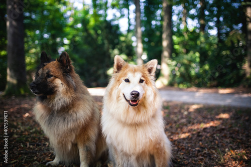 Zwei Hunde sitzen im Wald auf dem Boden.