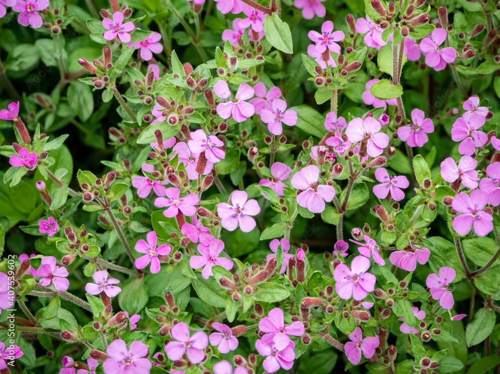 Rock soapwort flowers - Saponaria ocymoides Rock soapwort flowers - Saponaria ocymoides