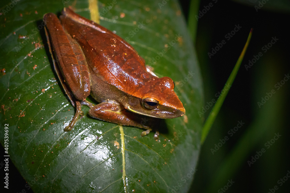 Naklejka premium frog on leaf