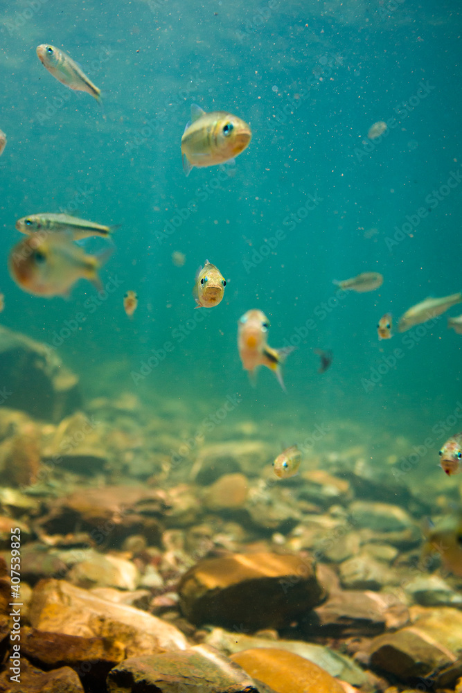 fish in blue water fish in blue water