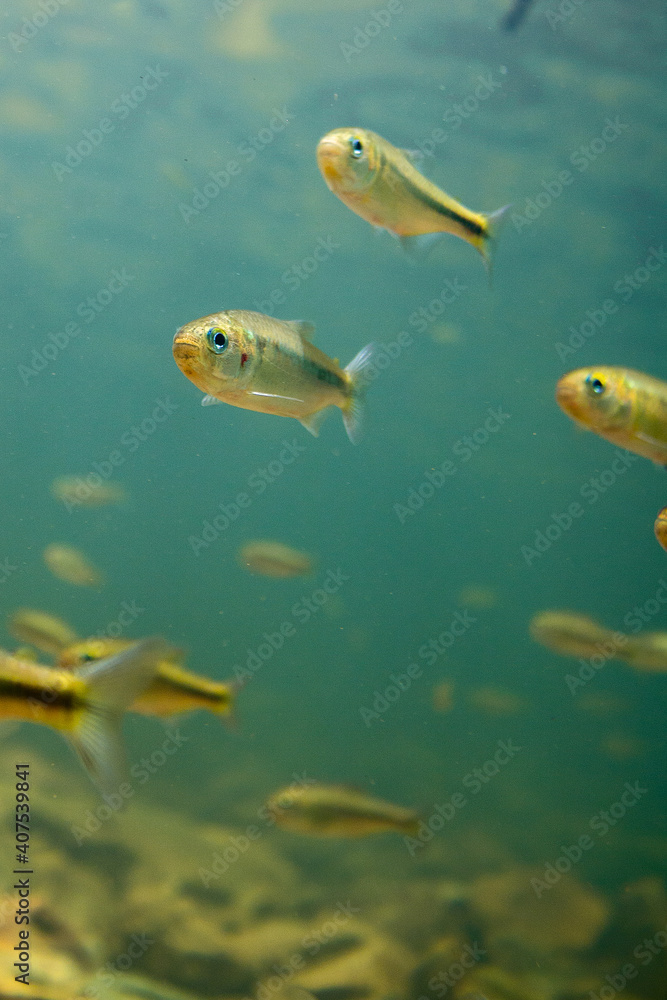 fish in blue water fish in blue water