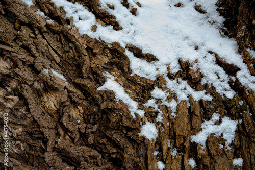 snow on tree bark © R foto