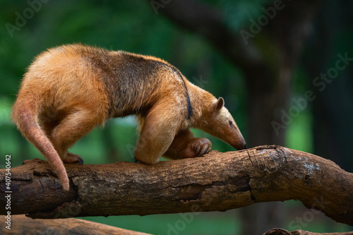 ant eater