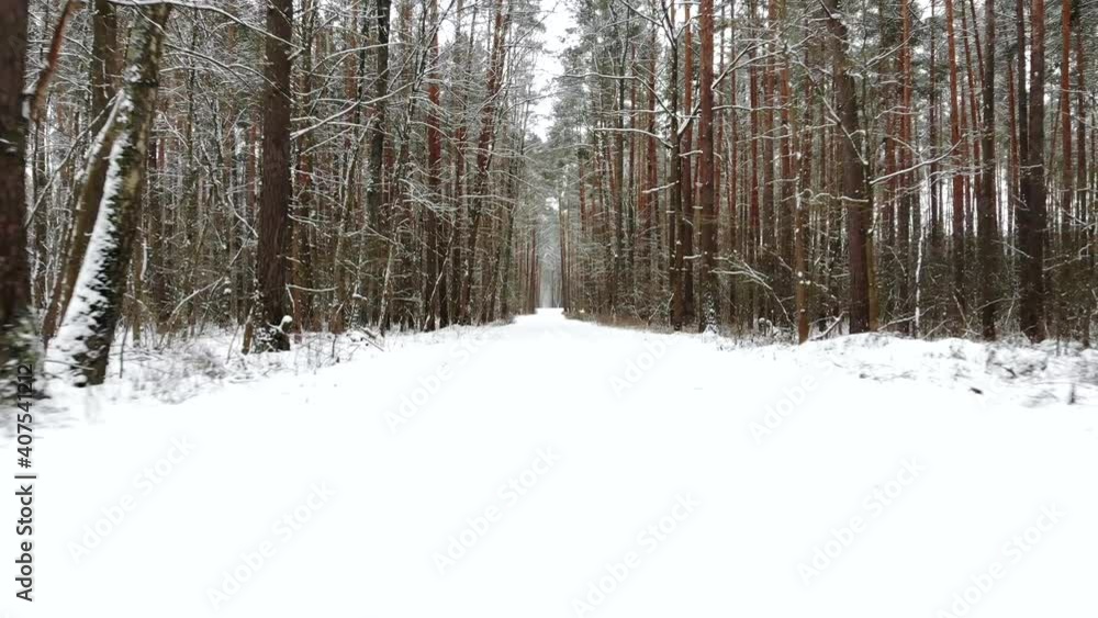 POV a walk in the winter forest.Beautiful winter forest top view. Drone video, winter forest. . High quality 4k footage POV a walk in the winter forest.Beautiful winter forest top view. Drone video, winter forest. . High quality 4k footage