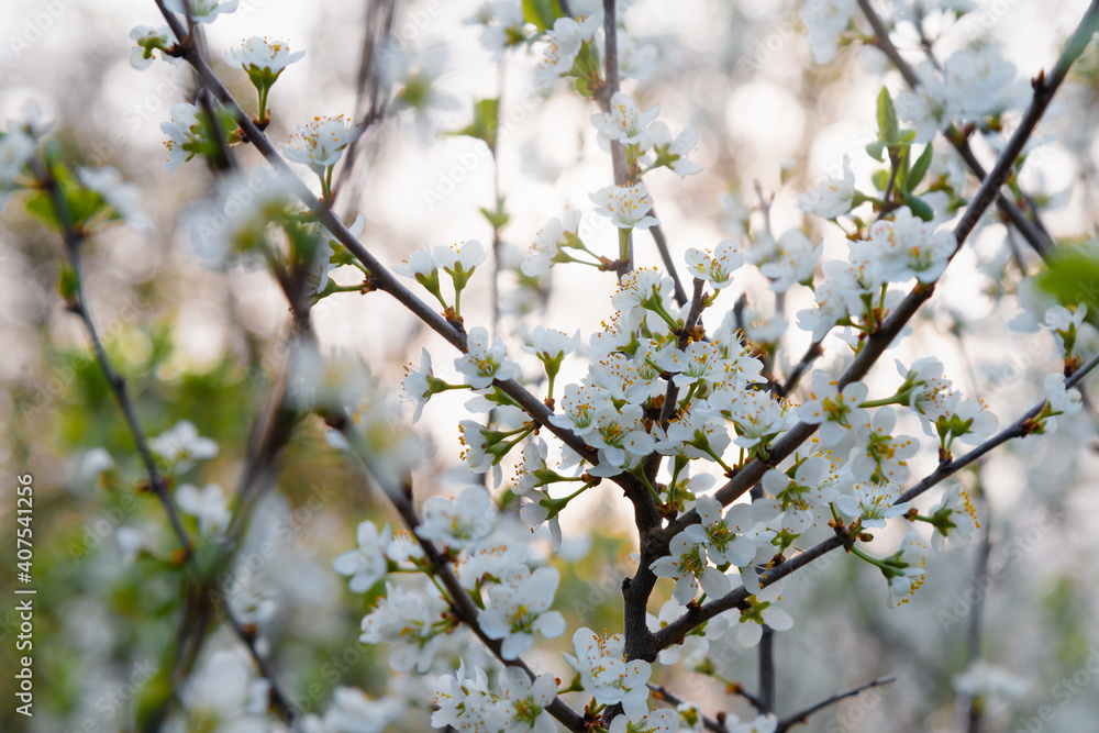 Blooming tree with white flowers. Spring flowers on cherry tree in sunlight Blooming tree with white flowers. Spring flowers on cherry tree in sunlight