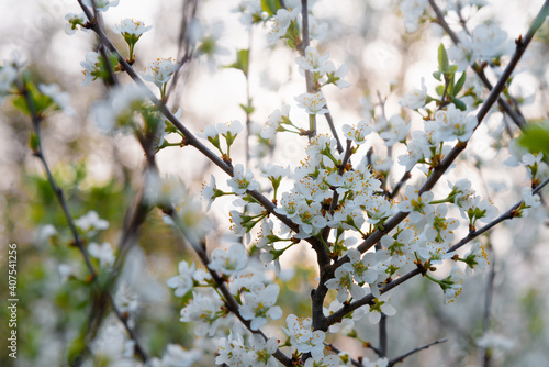 Blooming tree with white flowers. Spring flowers on cherry tree in sunlight