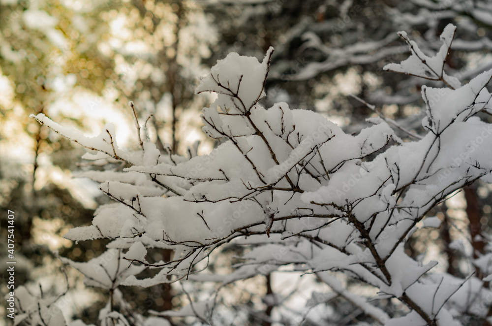 Tree branches covered with snow. Winter sunset in the forest. Tree branches covered with snow. Winter sunset in the forest.