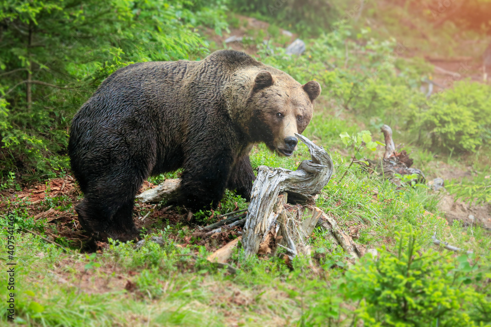 Wild brown bear in natural habibat. Brown bear in nice forest. Ursus arctos,close up.Wildliffe photography in the slovak country (Tatry) Wild brown bear in natural habibat. Brown bear in nice forest. Ursus arctos,close up.Wildliffe photography in the slovak country (Tatry)