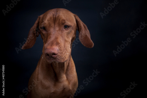 Wallpaper Mural Magyar Viszla im Studio. Hund versucht ein Treat zu fangen. Ungarischer Hund macht ein lustiges und witziges Gesicht während er nach Essen schnappt Torontodigital.ca
