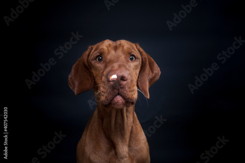 Magyar Viszla im Studio. Hund versucht ein Treat zu fangen. Ungarischer Hund macht ein lustiges und witziges Gesicht w  hrend er nach Essen schnappt