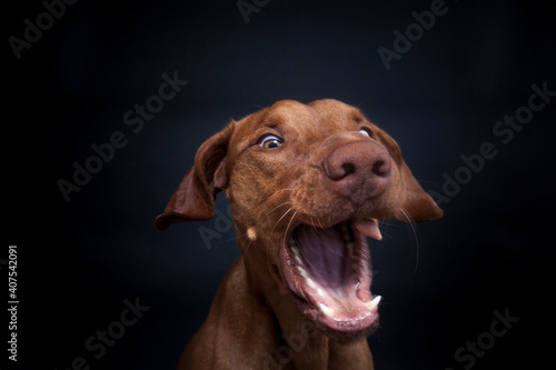 Wallpaper Mural Magyar Viszla im Studio. Hund versucht ein Treat zu fangen. Ungarischer Hund macht ein lustiges und witziges Gesicht während er nach Essen schnappt Torontodigital.ca