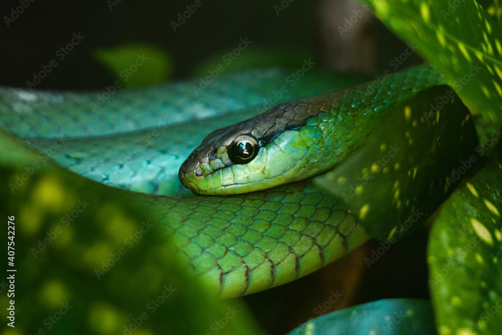 snake in the grass snake in the grass