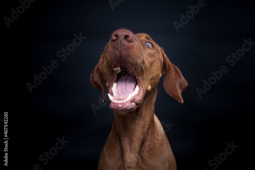 Magyar Viszla im Studio. Hund versucht ein Treat zu fangen. Ungarischer Hund macht ein lustiges und witziges Gesicht w  hrend er nach Essen schnappt