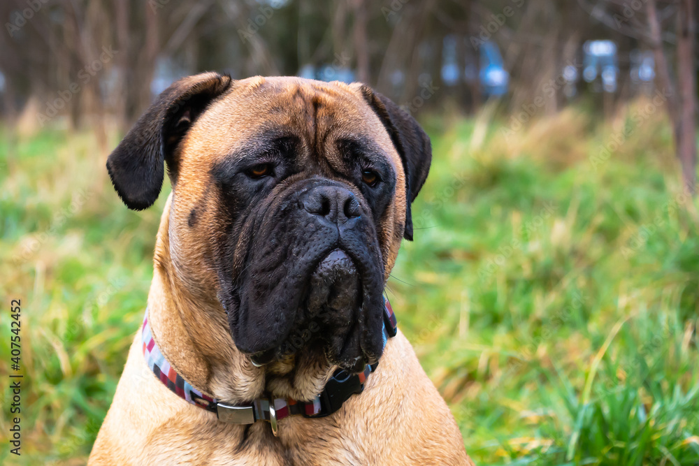 2020-01-18 A LARGE BULLMASTIFF PORTRAIT WITH A BLURRED OUT PARK SCENE IN THE BACKGROUND