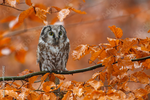 Owl in colorful rainy forest. Boreal owl, Aegolius funereus, perched on beech branch covered by wet orange leaves. Typical small owl with big yellow eyes. Tengmalm's owl. Bird in autumn nature. photo