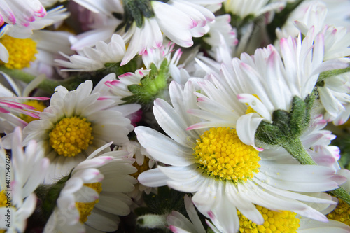 Bellis perennis - small daisy flowers