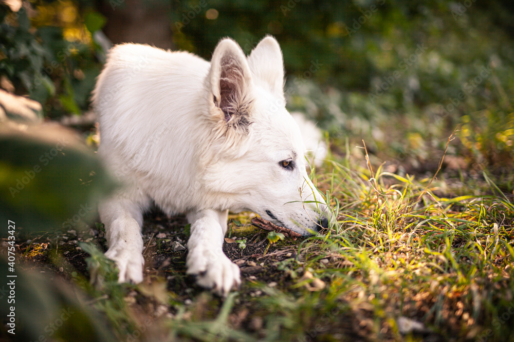 Obraz premium Schweizer Schäferhund im Wald. Weißer Hund auf grüner Wiese.