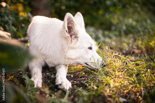 Schweizer Schäferhund im Wald. Weißer Hund auf grüner Wiese.