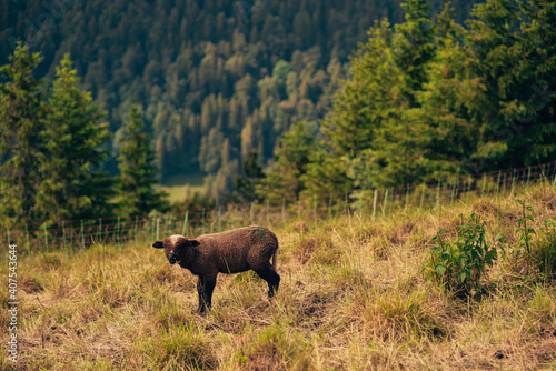 Young sheep on a pasture in the mountains of Switzerland