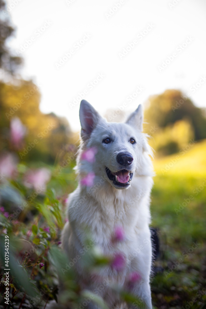 Portait von einem weißen Schäferhund liegend in einer Wiese mit Blumen Portait von einem weißen Schäferhund liegend in einer Wiese mit Blumen