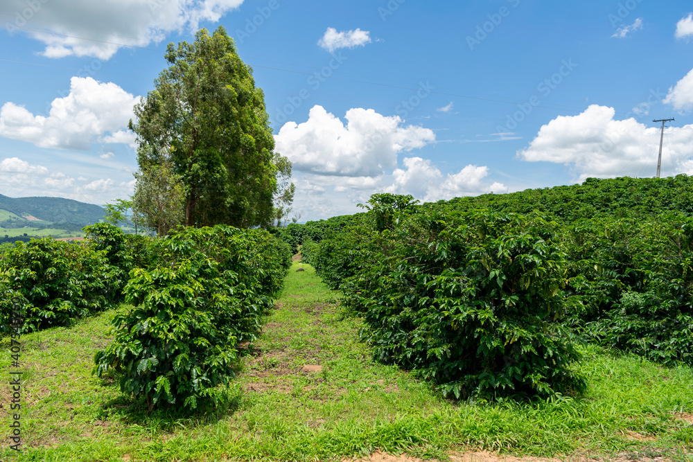 coffee plantation landscape with blue sky