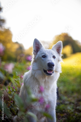 Portait von einem weißen Schäferhund liegend in einer Wiese mit Blumen 