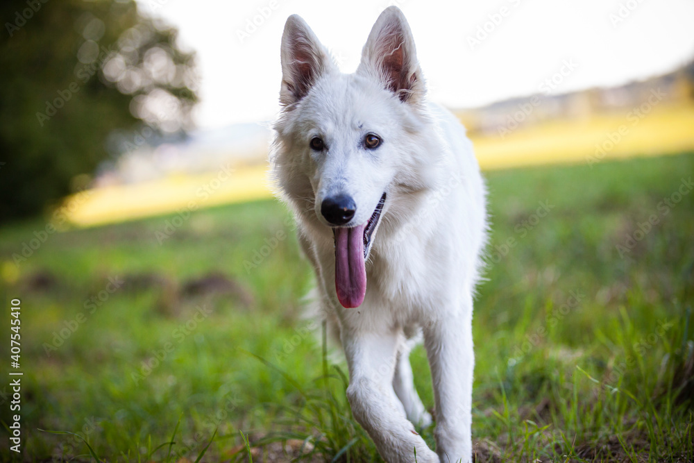 Weißer Schäferhund in einer Wiese. Portrait von einem Schweizer Hund am Feld Weißer Schäferhund in einer Wiese. Portrait von einem Schweizer Hund am Feld